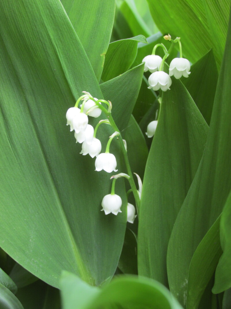 Enjoy the fragrance of the Lily of the Valley
