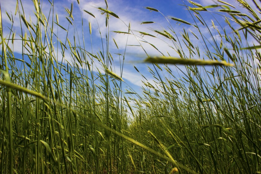 Why grow rye? To make whiskey, of course - Agweek | #1 source for ...