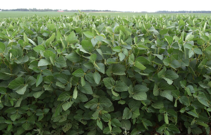 soybean crop all green from 081522.jpg