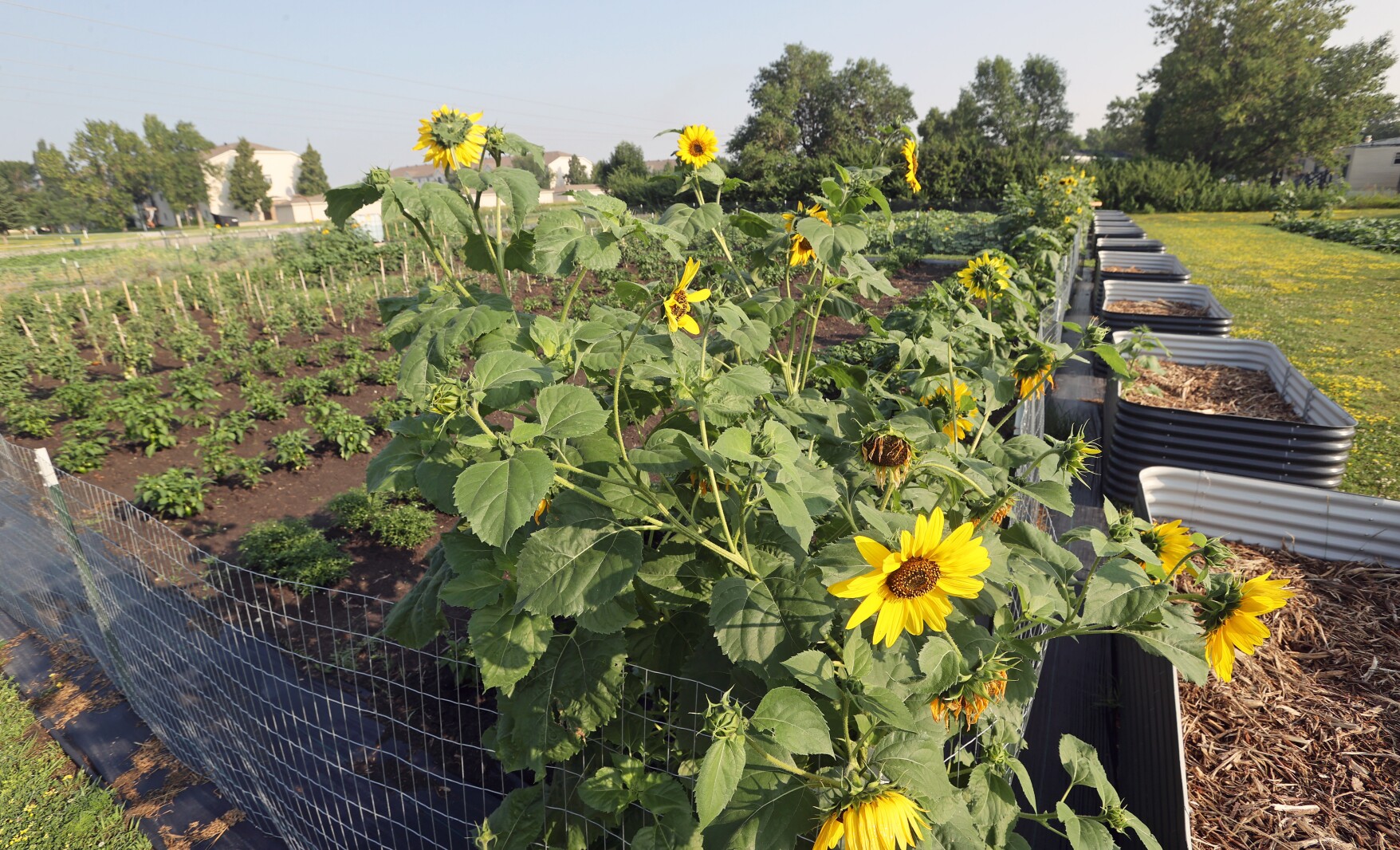 North Dakota’s healthy living educators for low-income families await their fate after federal cuts – InForum North Dakota’s healthy living educators for low-income families await their fate after federal cuts – InForum
