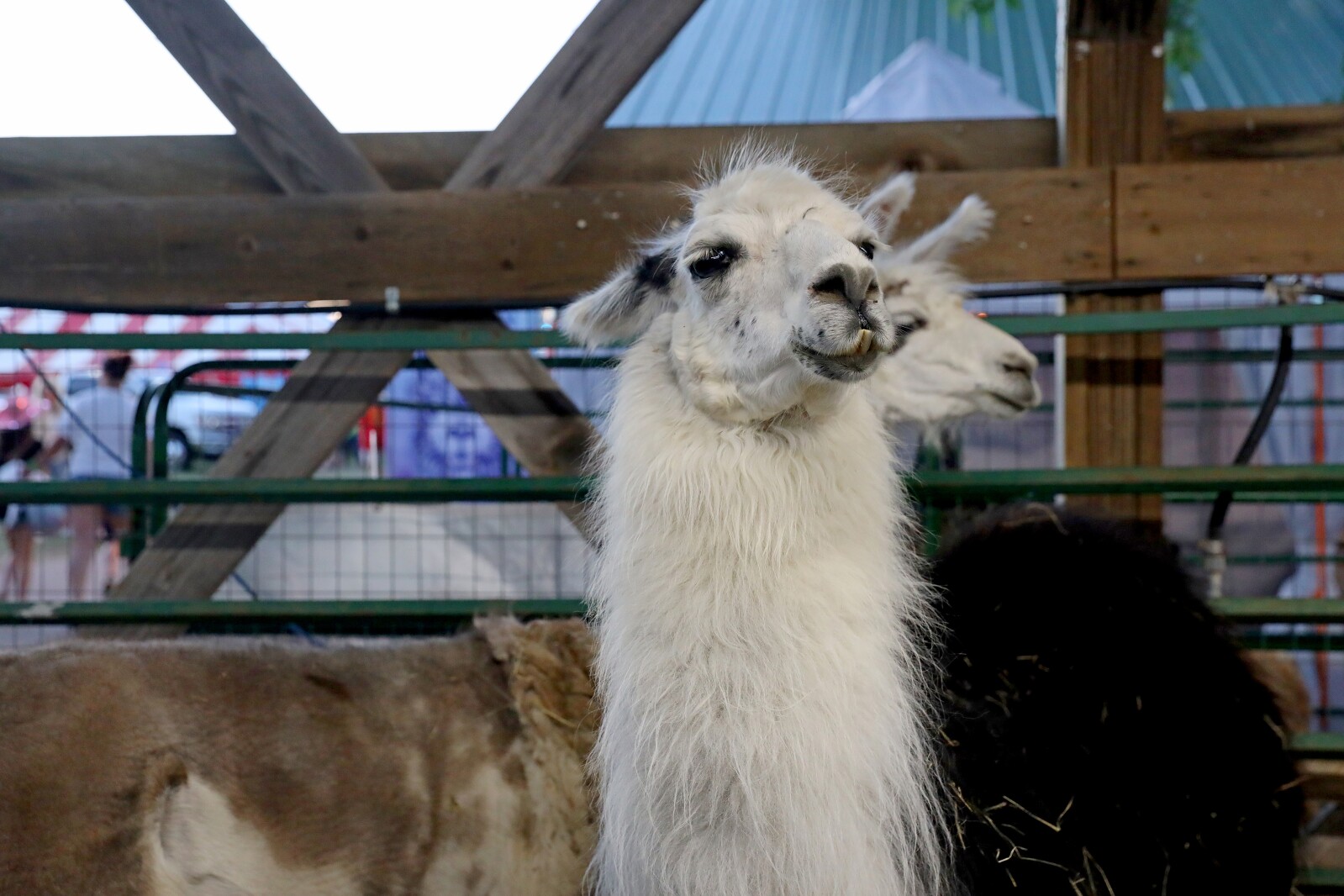 Crow Wing County Fair Aug. 2022.