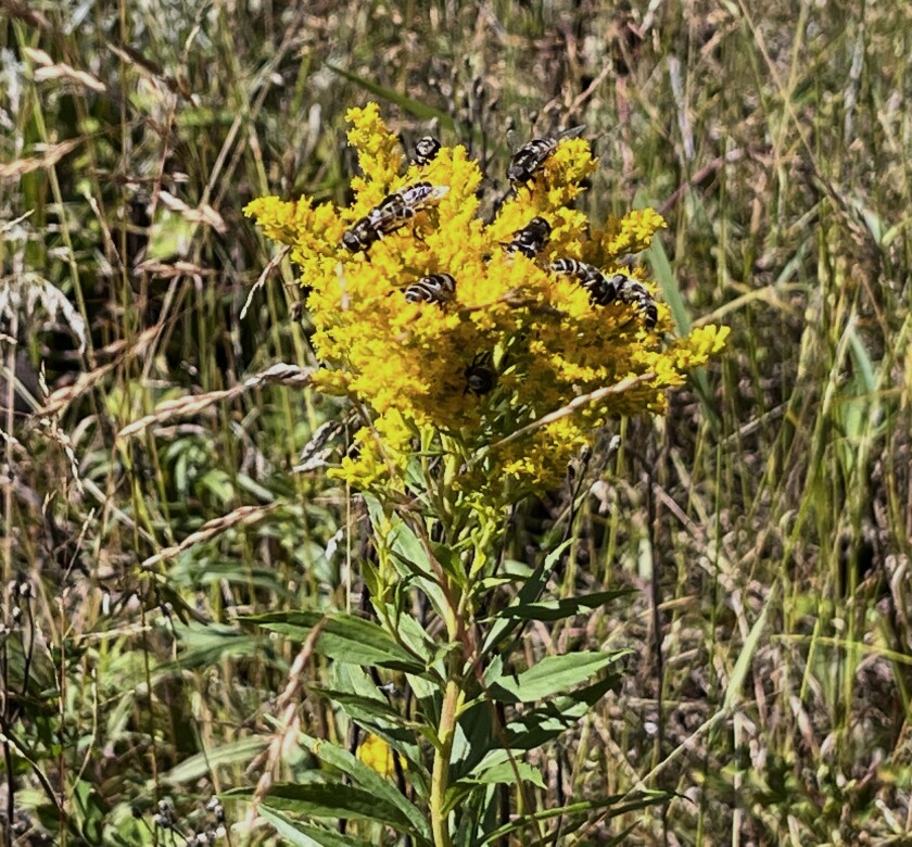 Canada goldenrods with yellow flowers and covered in bees