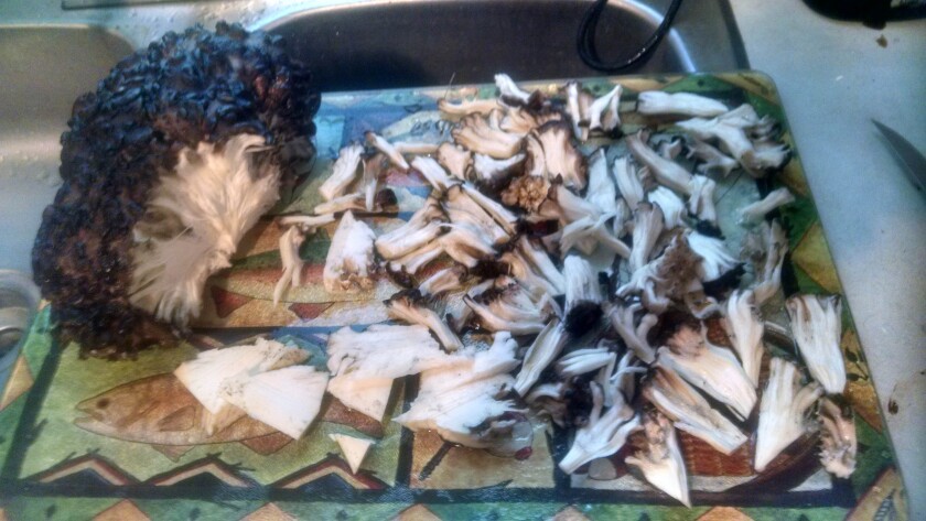 Hen of the Woods.jpg