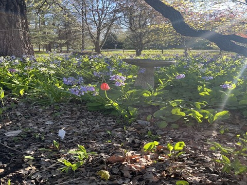 Virginia bluebells in a flower bed