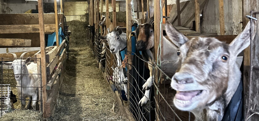Kenneth Many Goats Kenneth family bought fainting goats for the laughs, then turned it ...