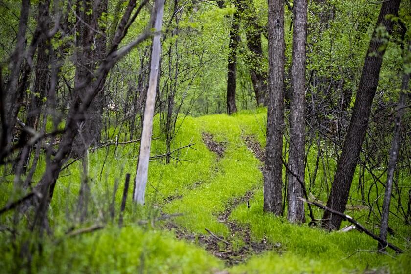 Green grasses return to the woodlands near Green Lake on Saturday, May 21, 2022, as springtime temperatures bring a splash of color back to the region.