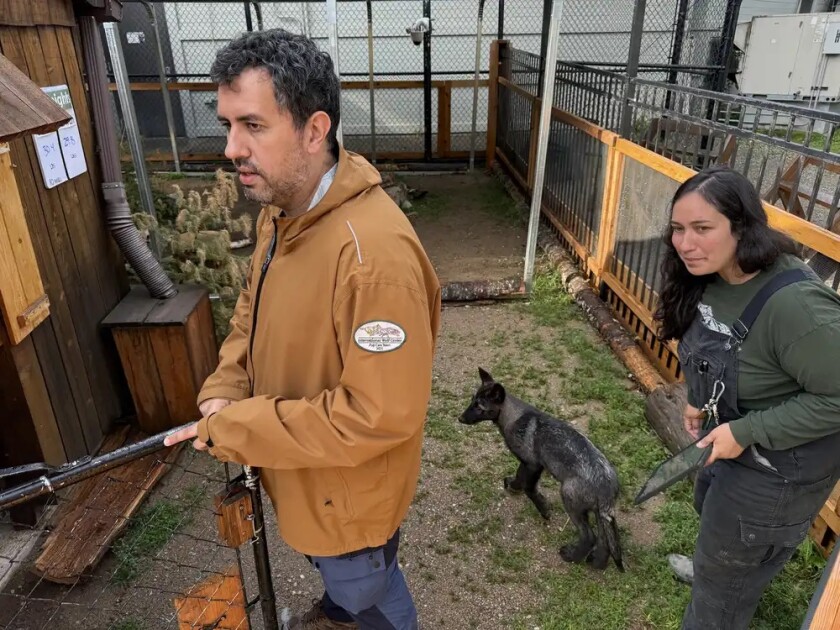 0bf6fe-20250714-two-people-look-around-at-wolves-webp1000.jpg