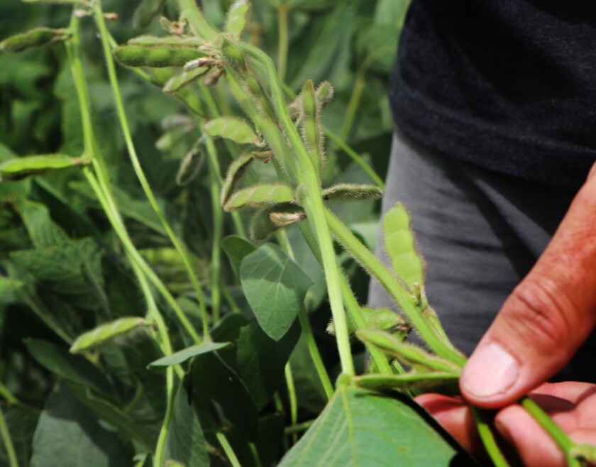 A man looks at soybean stems and pods in mid-August.