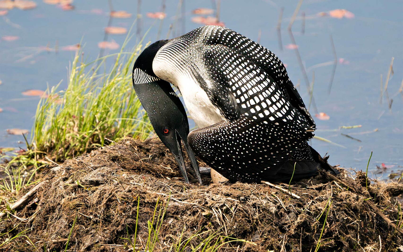 Loon Program National Loon Center in Crosslake launches Loon Research Ambassador ...