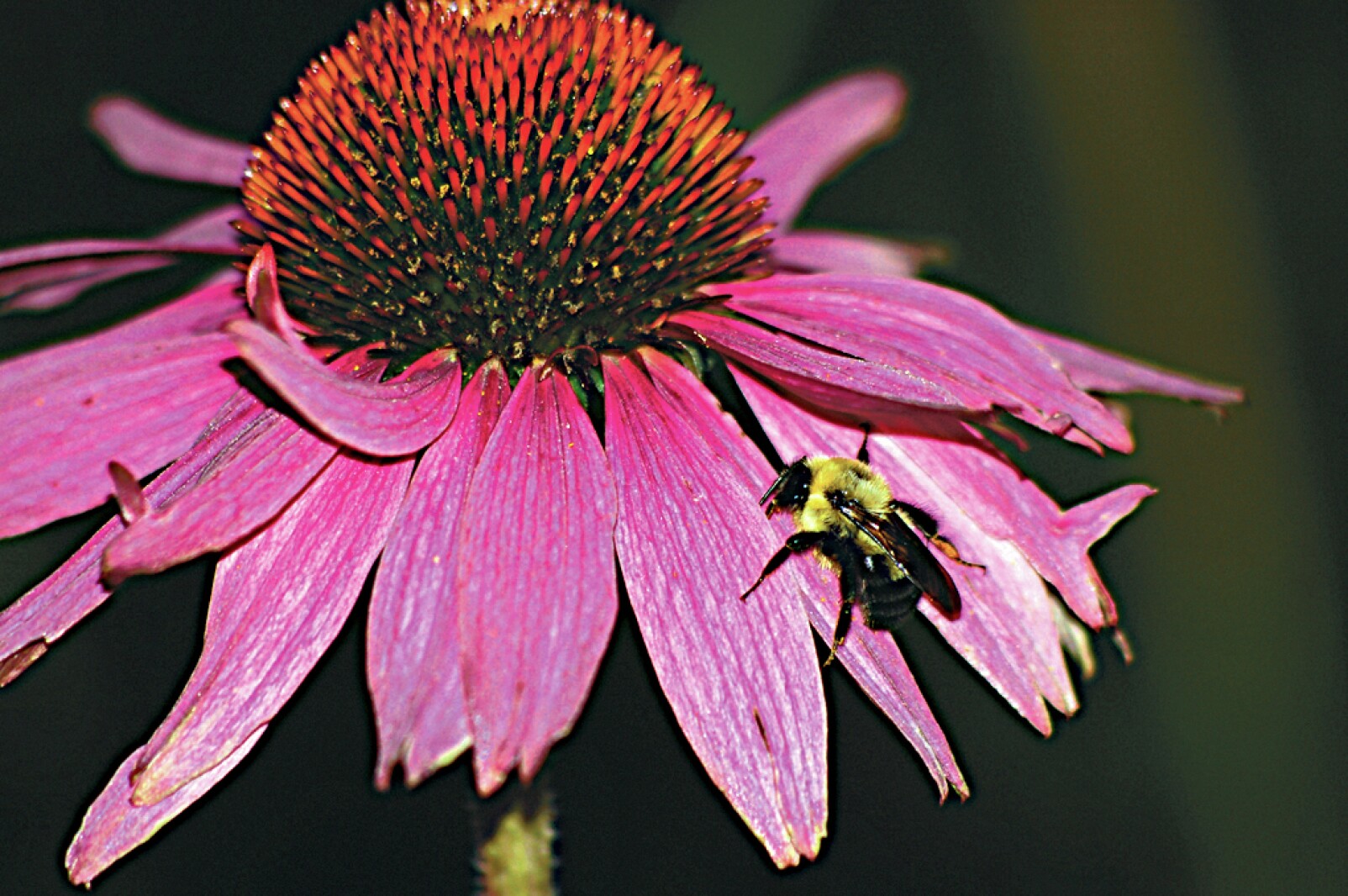 Northland Nature: The return of two April insects - Duluth News Tribune ...