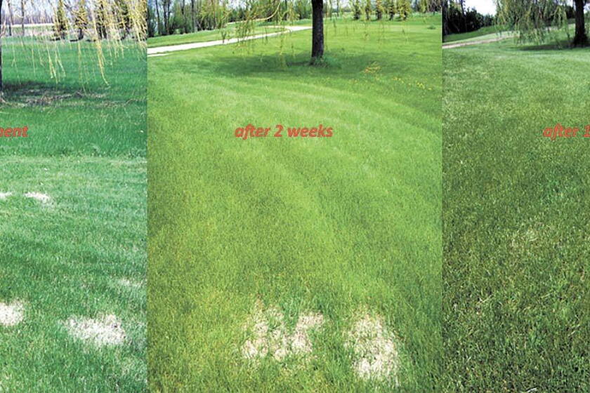 Dog Spot Rascal Wyndmere man's dog inspires new lawn product - InForum | Fargo ...