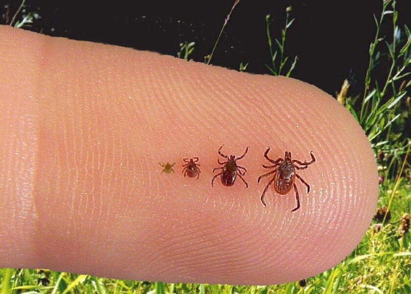 blacklegged tick development stages