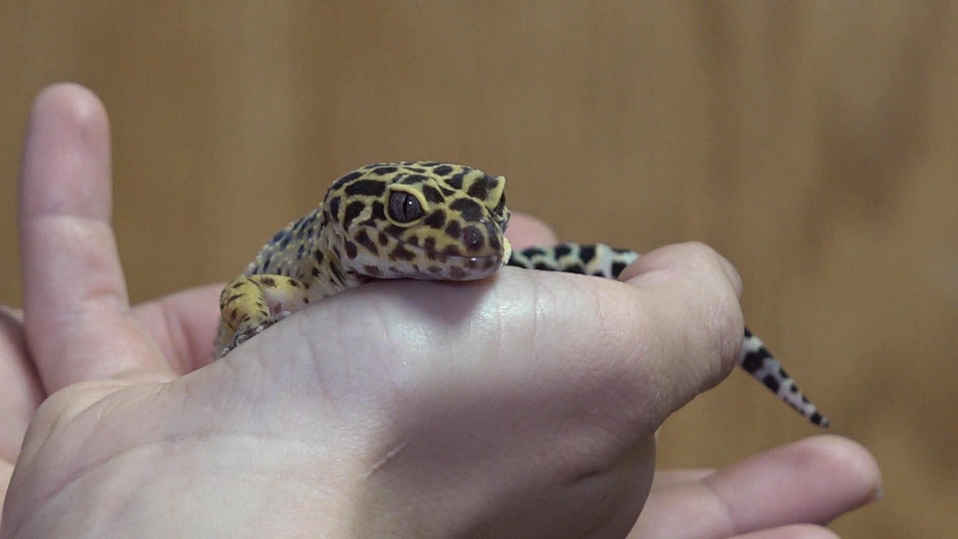 Pet of the Week: This cute lizard would love to go home with someone! - NewsCenter1