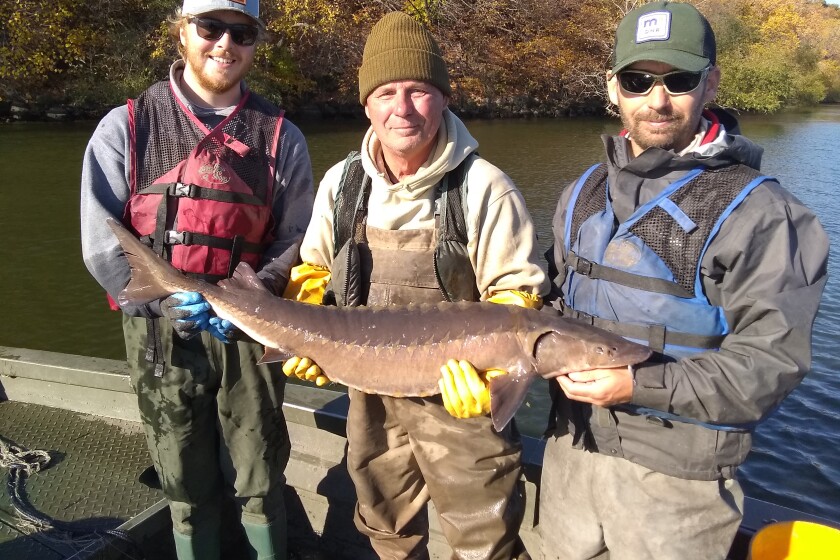 A prehistoric fish is back for the future of Big Stone Lake - West Central  Tribune