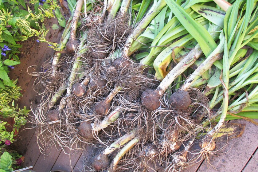 It's time to dig roots for winter storage - Jamestown Sun | News ...