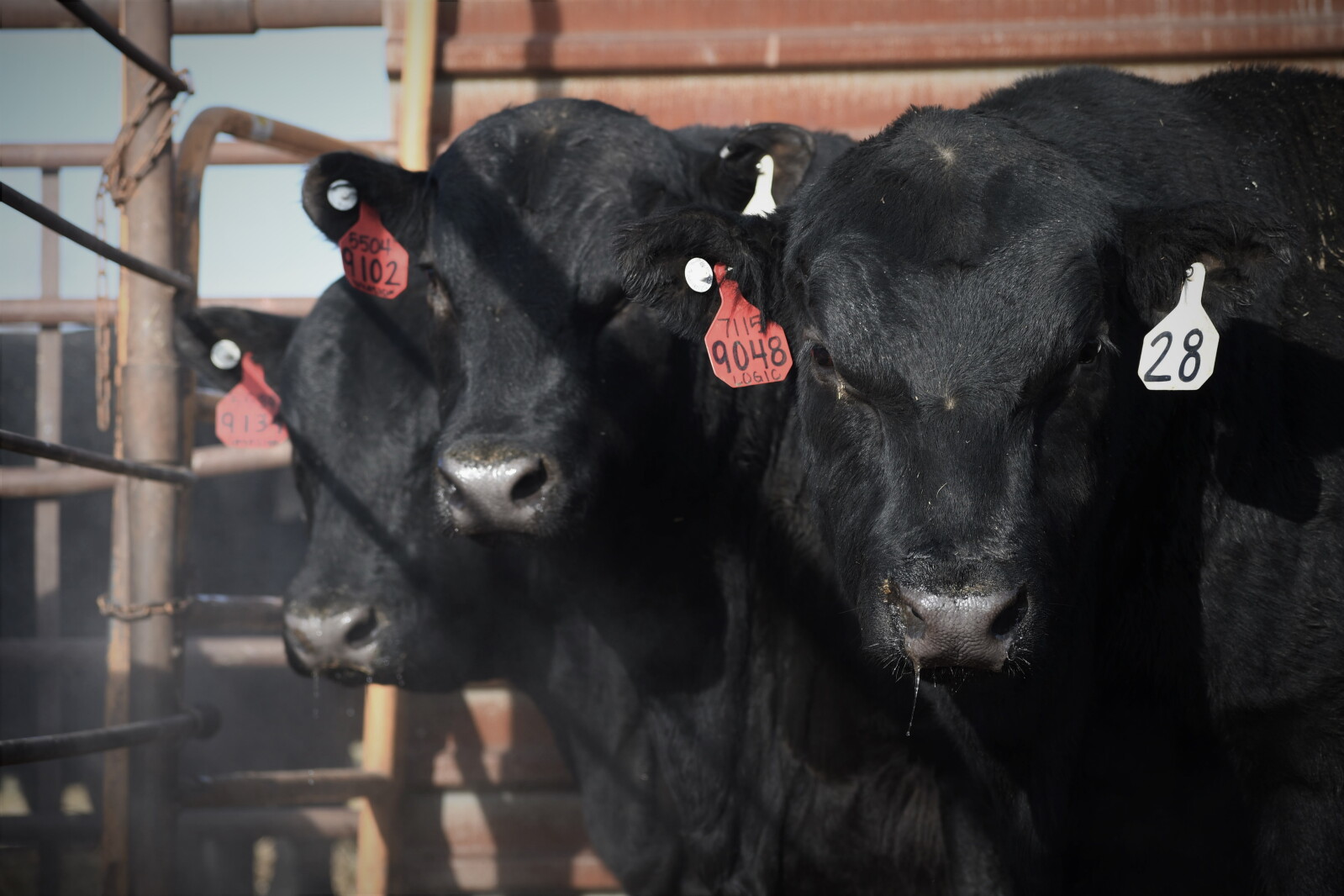 21 Angus Ranch New England’s 21 Angus Ranch hosts its 28th annual bull sale - The ...