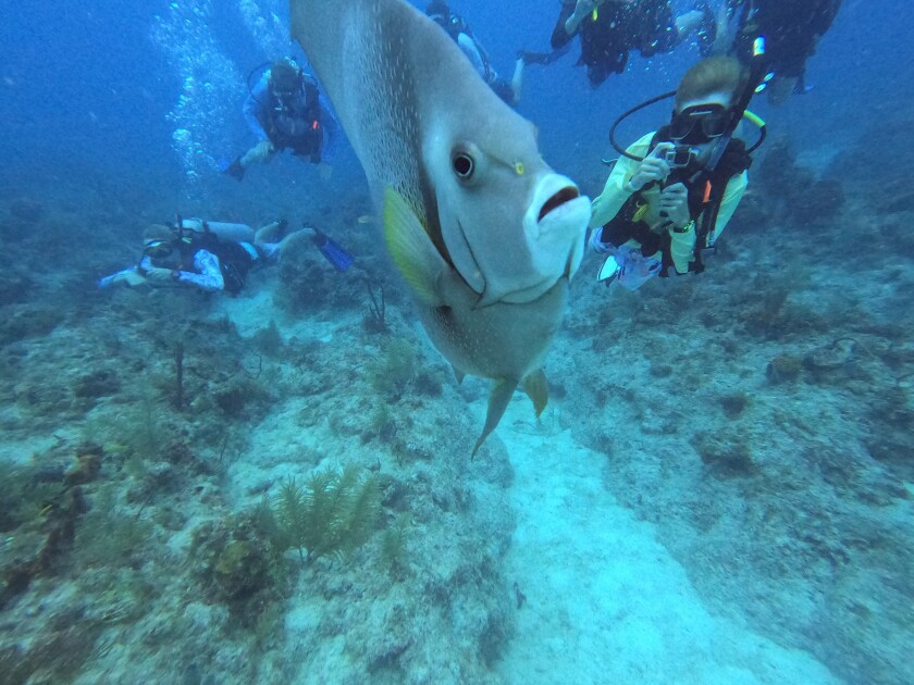 092921.N.PRE.angelfish.jpg
