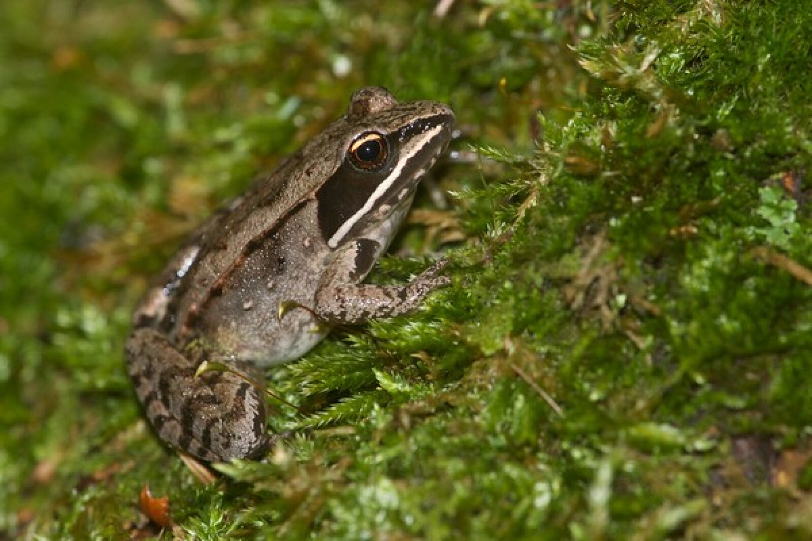 Springn Frog Northland Nature: Spring frogs wake, sing - Duluth News Tribune | News ...