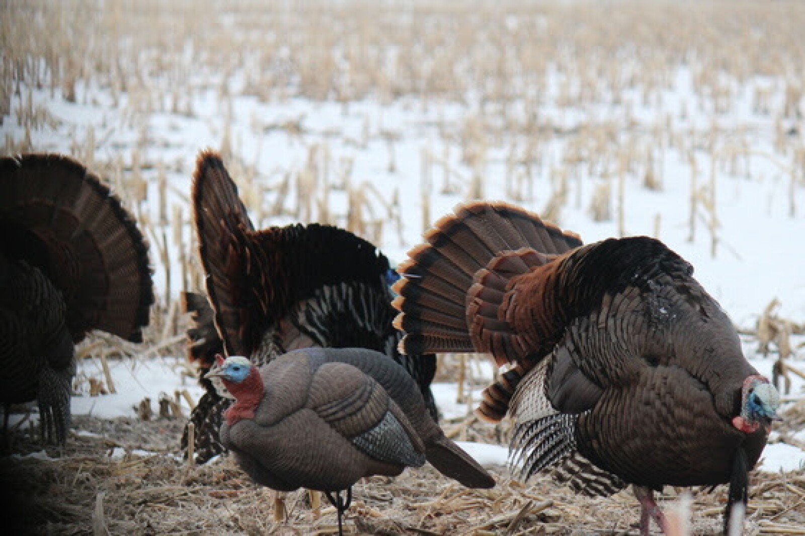 Turkeys In Minnesota Despite initial skepticism by some wildlife managers, wild turkeys ...