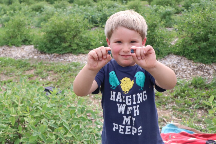 070121.N.PJ.HoneyberryPicking_9.jpg