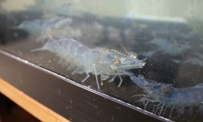 3440824+061417.AG_.LuverneMNshrimp02.jpg