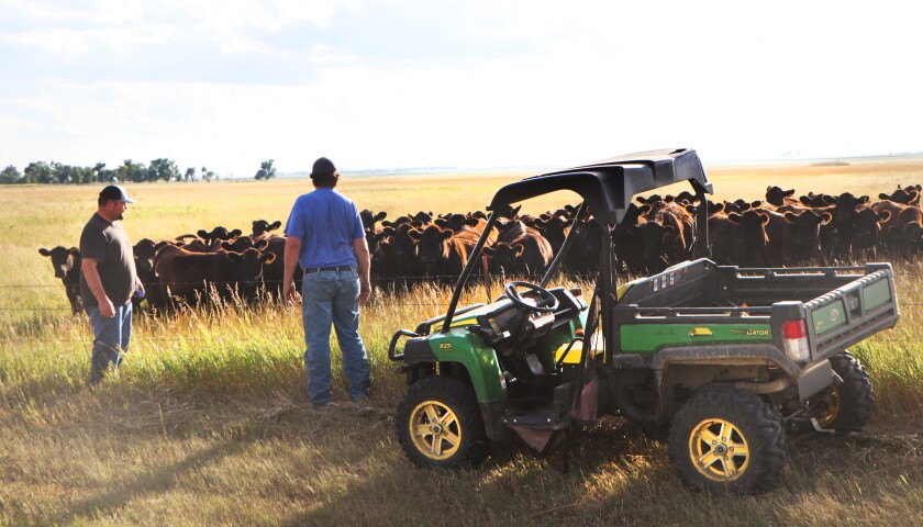 Two men stand next to a barbed-wire fence, next to their John Deere four-wheel-drive, with their cow herd across the fence on a bright evening in August.