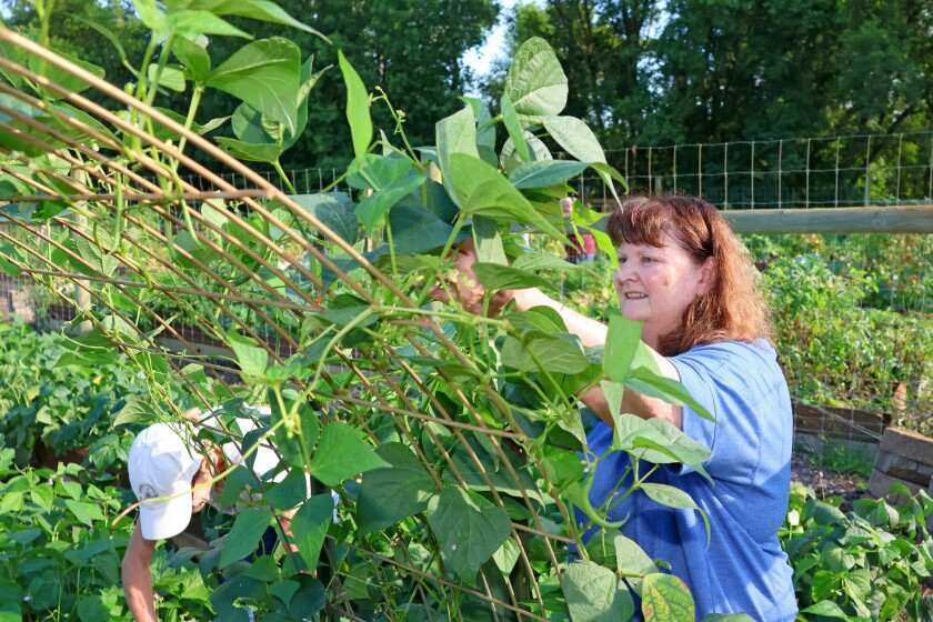 Crow Wing Master Gardener Janet Chaffe picks beans from the Community Giving area on Thursday, Aug. 21, 2025, at the Northland Arboretum.