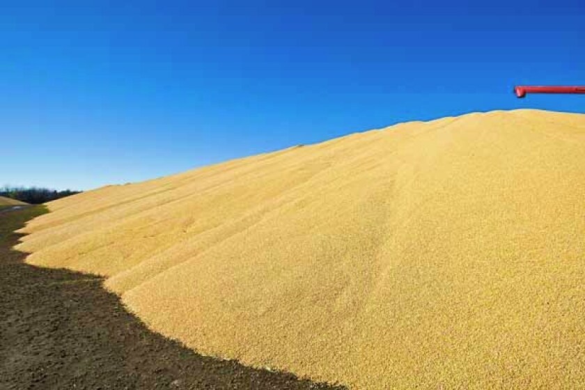 Corn