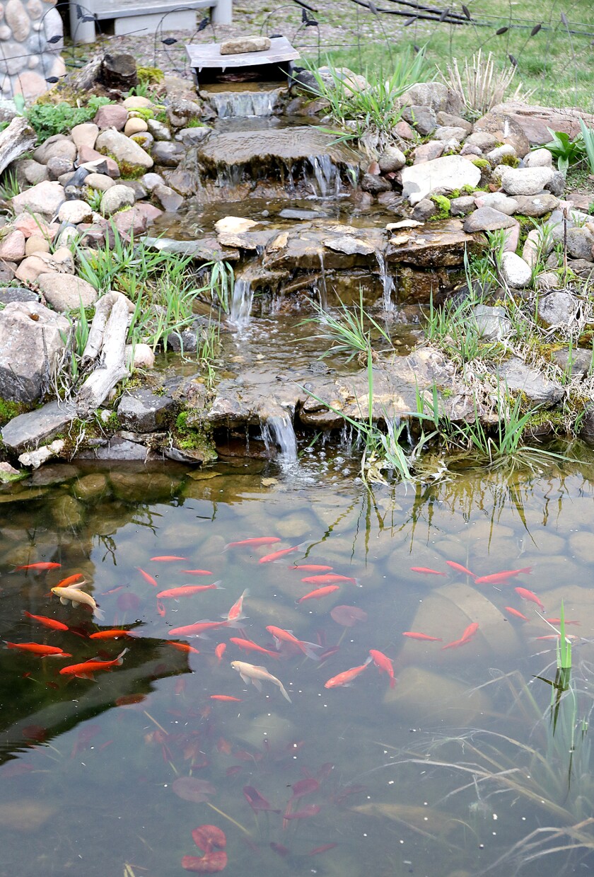 A pond of goldfish greet visitors