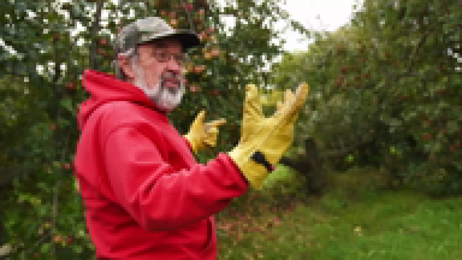 Sunnyside Orchard - West Central Tribune | News, weather, sports from ...