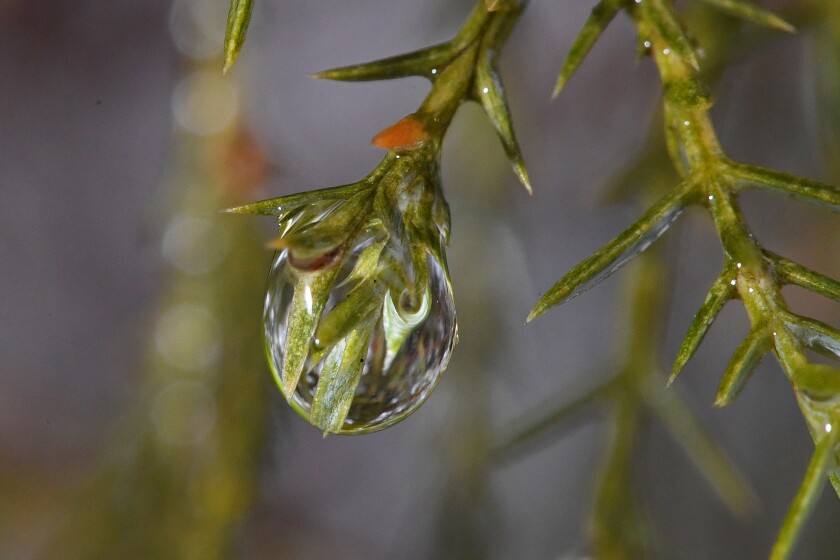 A rain drop hangs on the tip of a juniper needle.