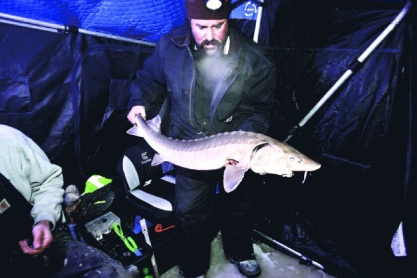 Minnesota DNR plans catchandrelease season for sturgeon Duluth News