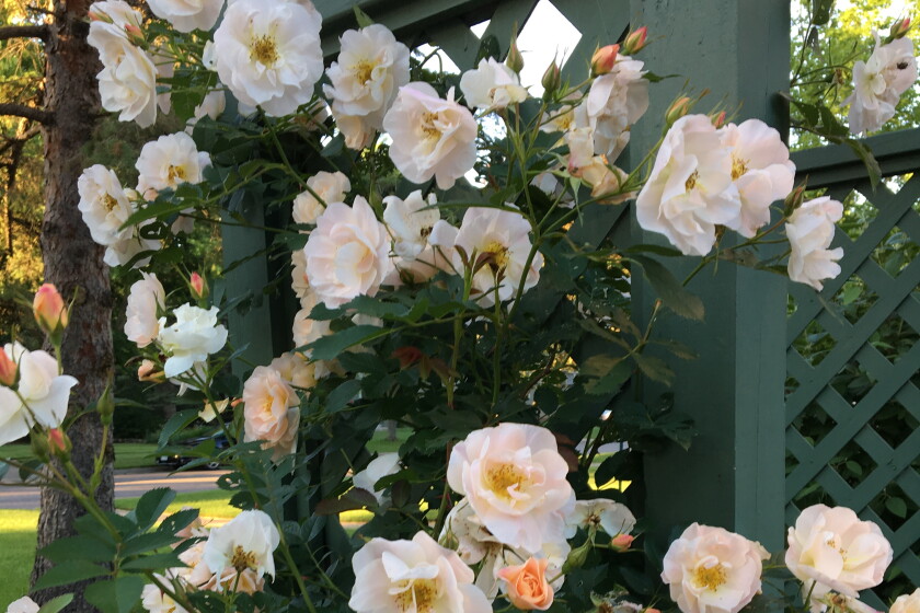 Climbing Roses Identification Ask the Master Gardener: Several types of climbing roses can thrive in ...