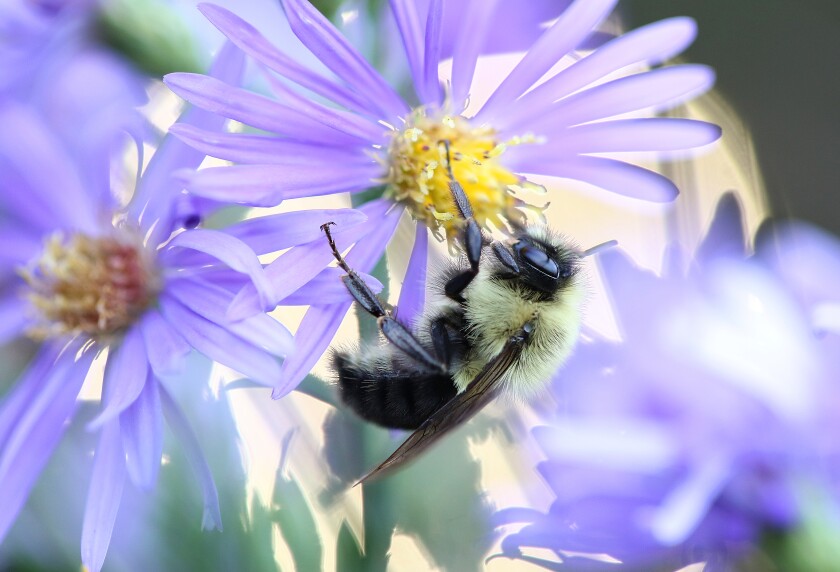 A bee sits on a blooming aster flower as the sun sets behind it Wednesday, Sept. 26, at Central Lakes College in Brainerd. Kelly Humphrey / Brainerd Dispatch