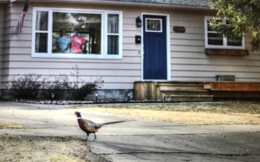 A rooster pheasant has been making the rounds the past couple of months in a neighborhood near Red River High School, and Greg Mattson of Grand Forks was able to photograph the pheasant Saturday afternoon. (Photo/ Greg Mattson, special to the Herald)