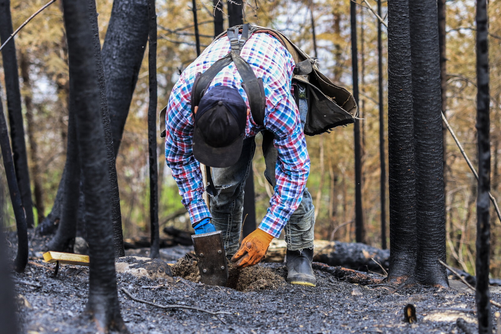 As wildfires cool, replanting begins with resilient forest future in ...