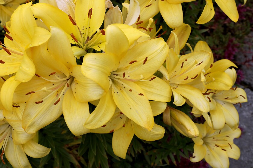 Lilies can be found in multiple spots in the gardens of Greg and Judy Bonovetz