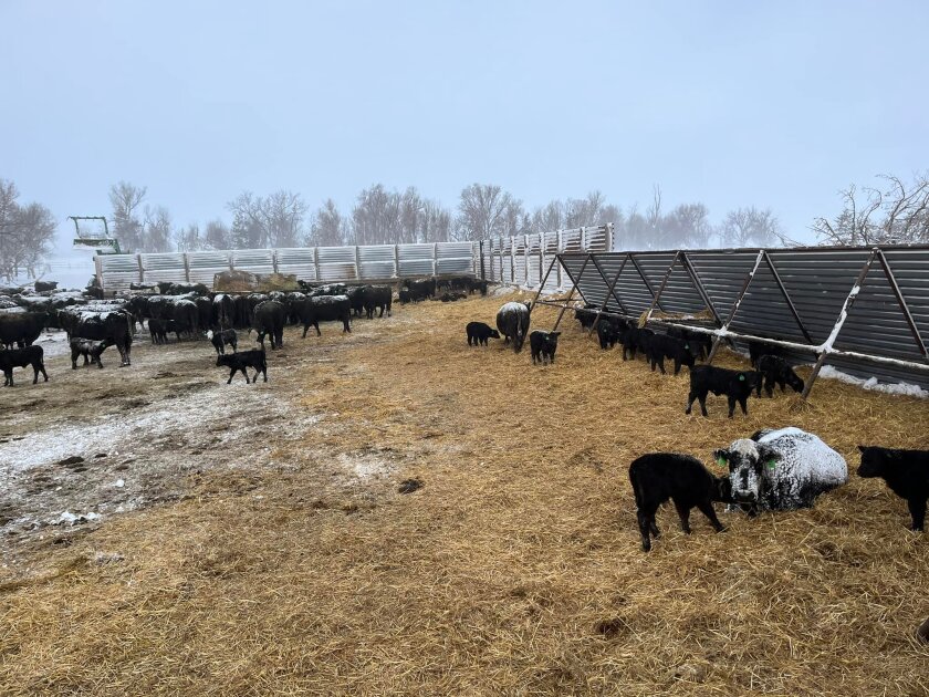 A herd of Black Angus gather near windbreaks at JC Farms in Adams County during the April snow storm.