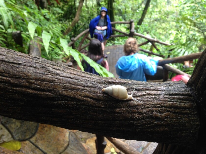 A slug sits on a tree while hikers explore La Fortuna waterfall in Costa Rica. (Submitted photo)