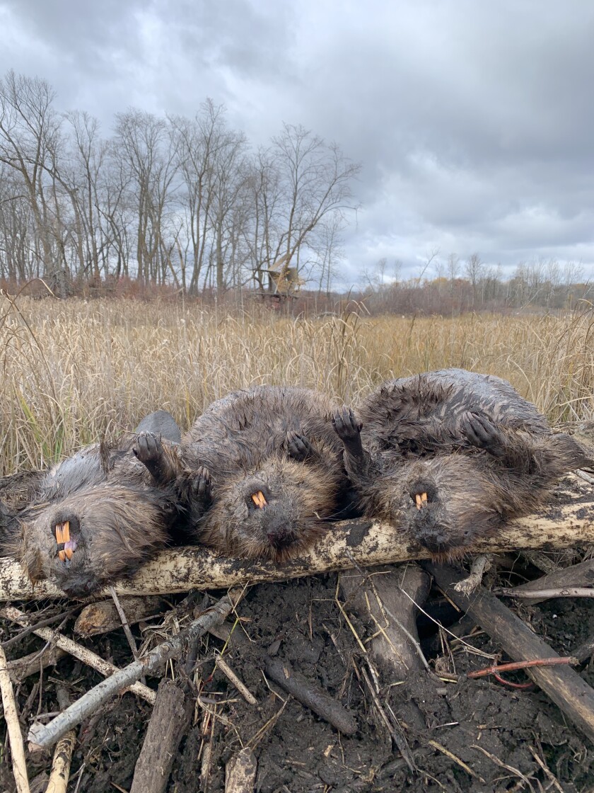 Park Rapids DNR busy as a beaver managing, well, beavers - Park Rapids ...