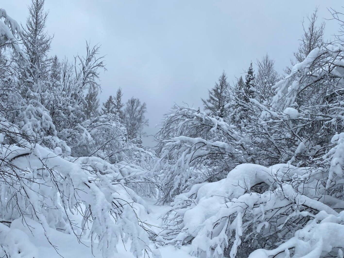 Minnesota December December storm did long-term damage to Minnesota's forests - InForum ...