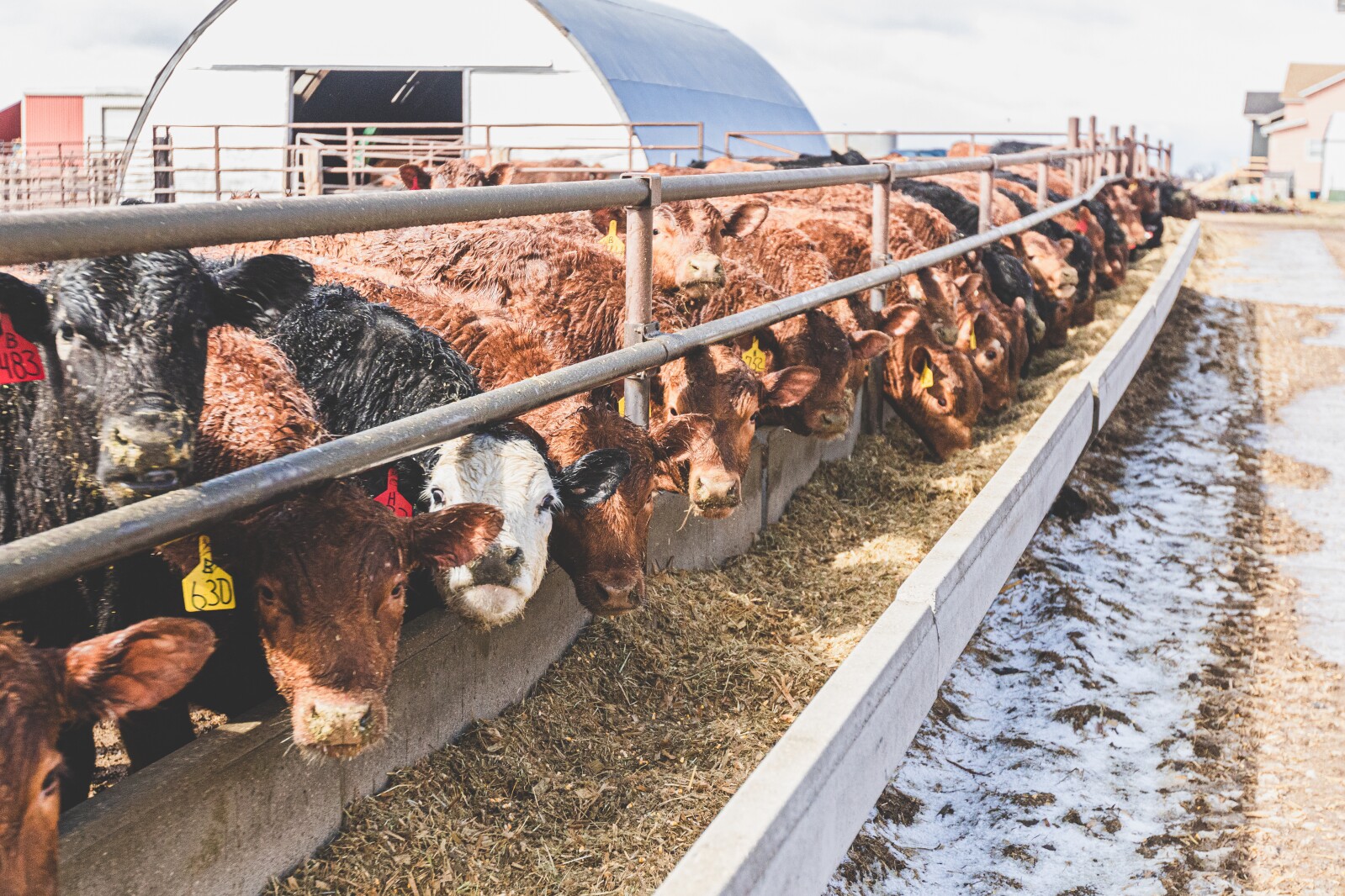 GronsethCattleFarm-51.jpg
