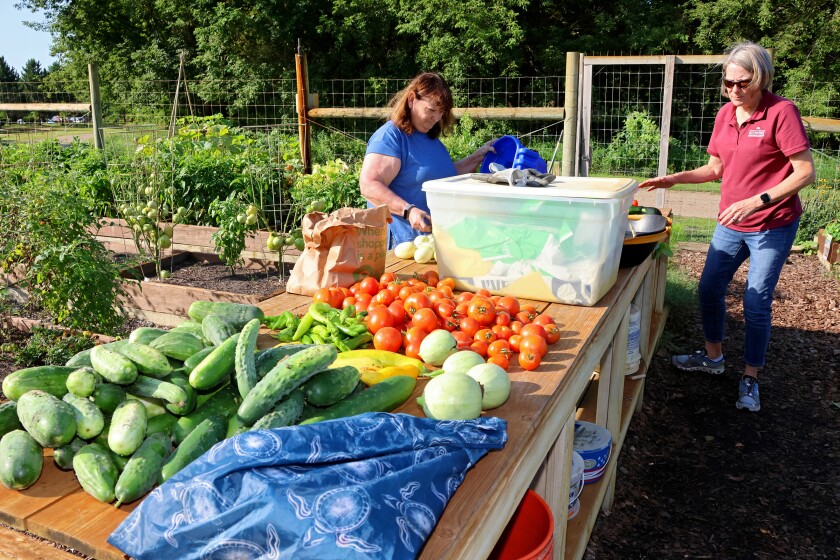 Produce picked from the garden is gathered on a table ready to be weighed and packed up on Thursday, Aug. 21, 2025, at the Northland Arboretum. The food harvested that day weighed 100.5 pounds and was set to go to the Salvation Army.