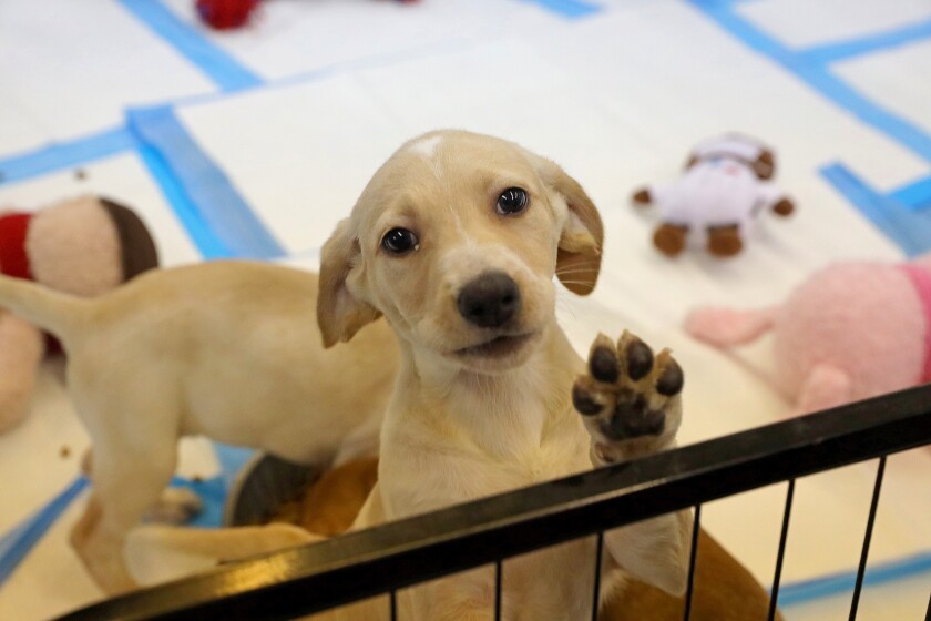 041721.F.BD.DOGRESCUE4.jpg
