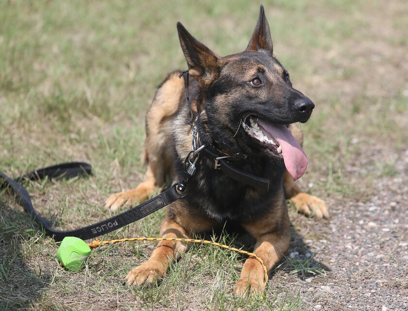 081221.n.st.K9brief4.jpg
