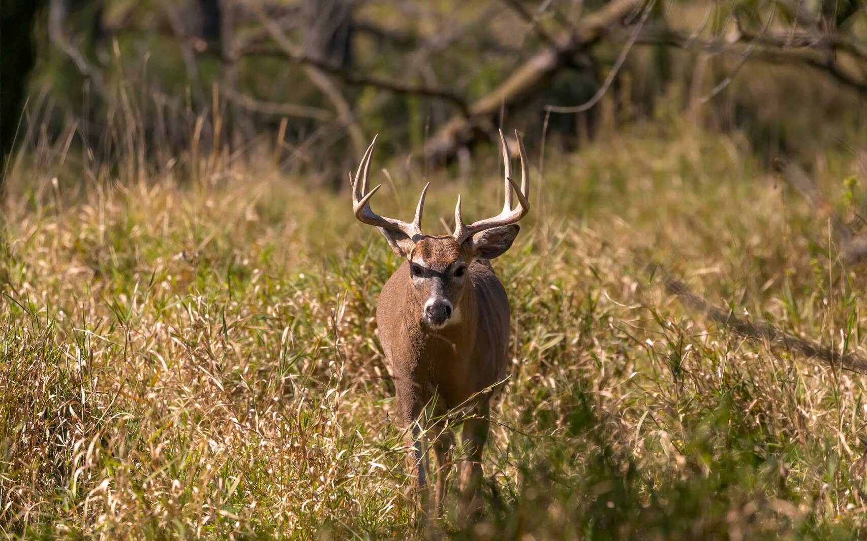 Apply through Aug. 18 for Camp Ripley archery hunts - Pine and Lakes ...