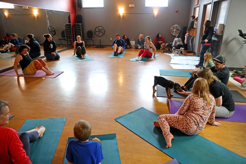 Enthusiastic puppies mob around people trying to do yoga.