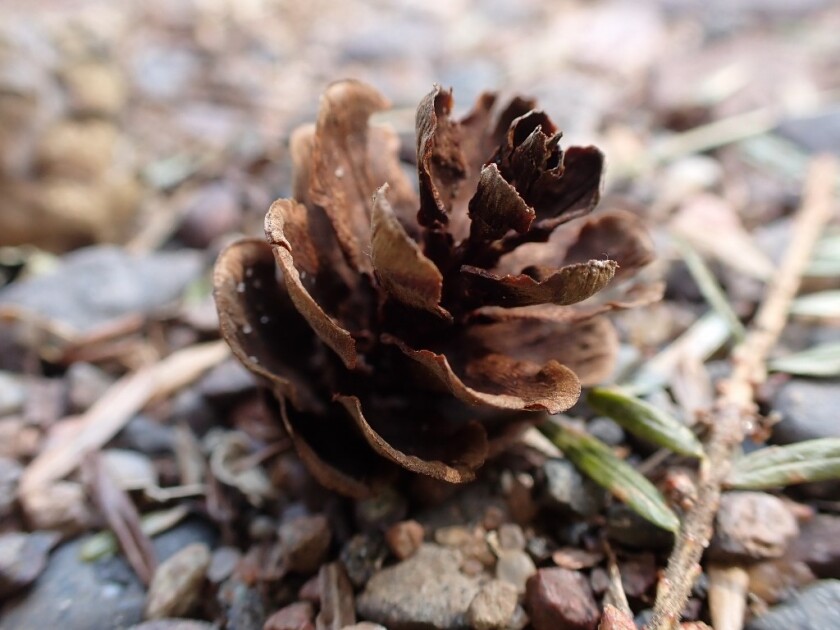 Hemlock cone