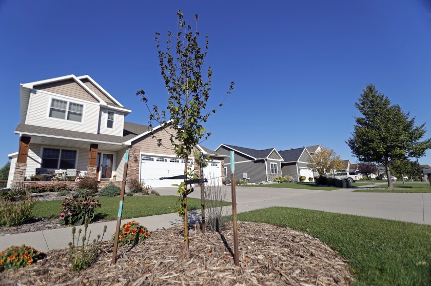 09XX21.N.FF.DROUGHTTREES.jpg