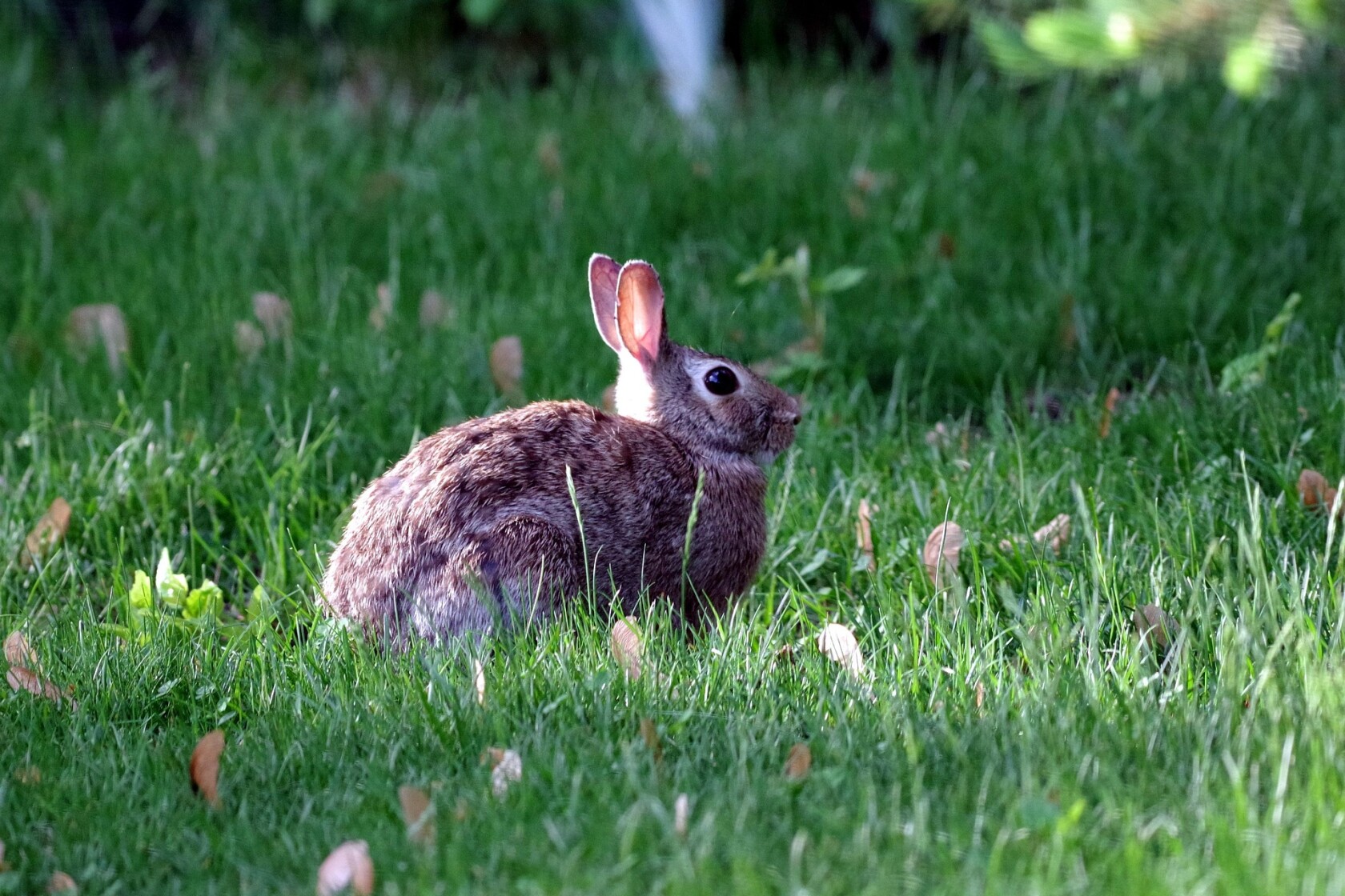 Blane Klemek Outdoors: The cottontail is Minnesota's only true rabbit ...